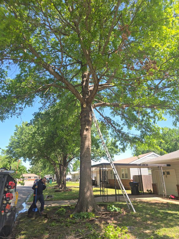Tree Trimming