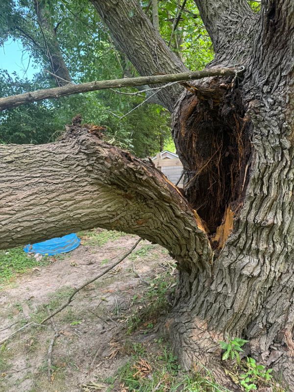 Tree Removal