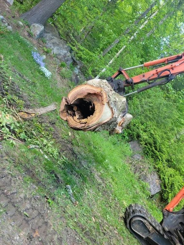 Tree Removal gallery
