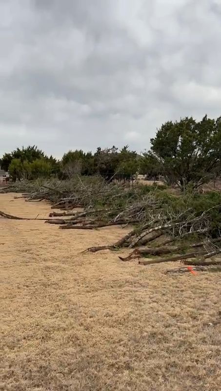 Tree Trimming & Stump Grinding