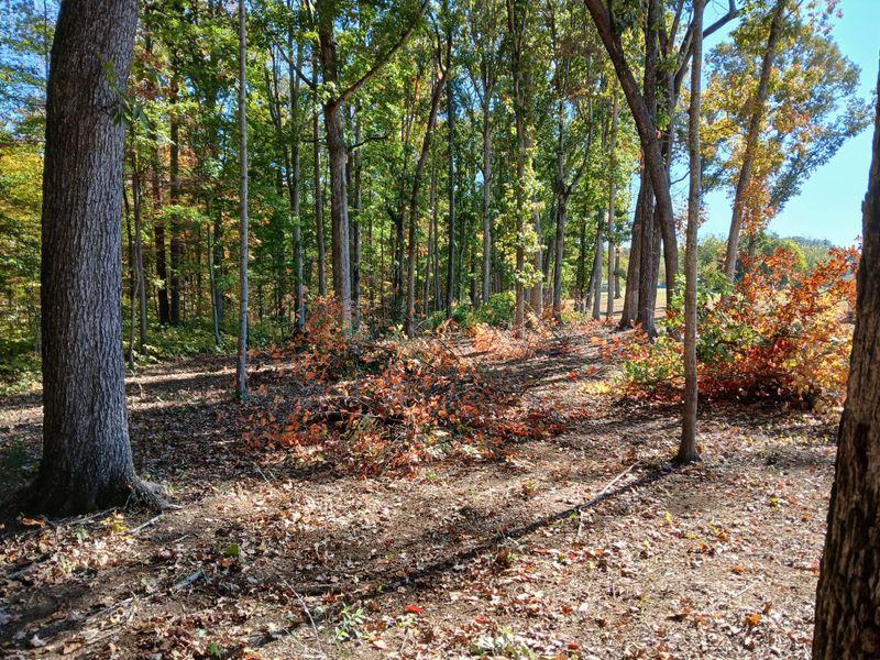Forestry Mulching