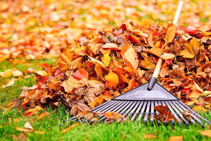 Fall Clean Up