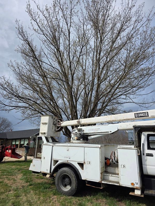 Tree Services