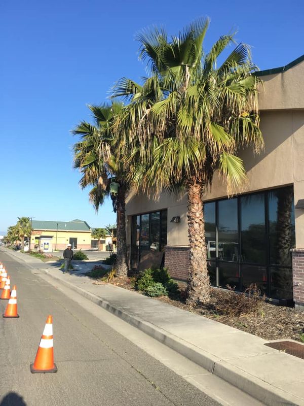 Tree Removal gallery