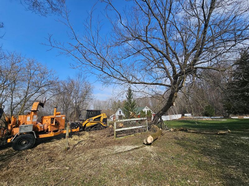 Tree Removal