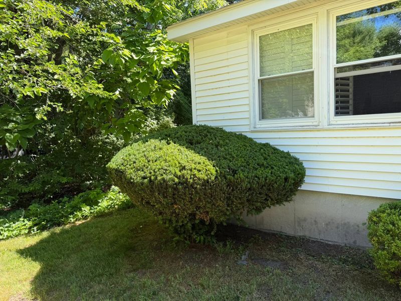 Tree & Shrub Care