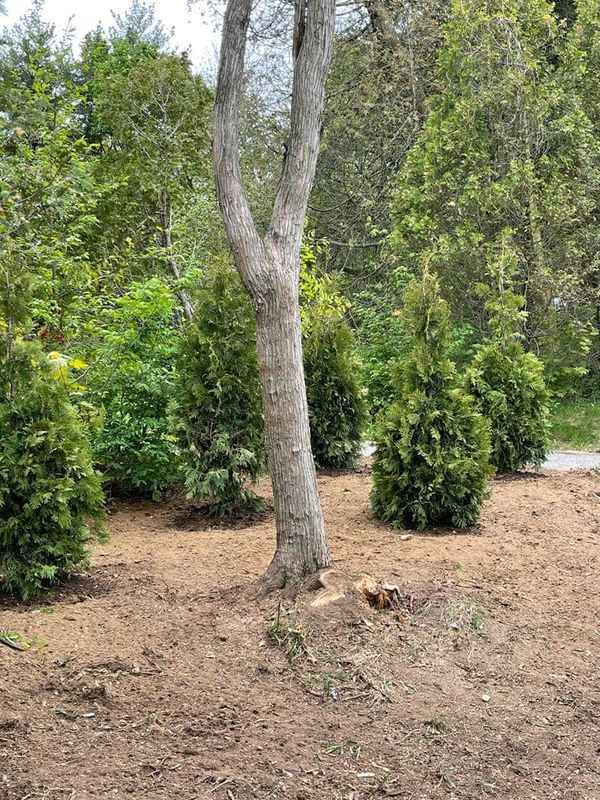 Tree Removal