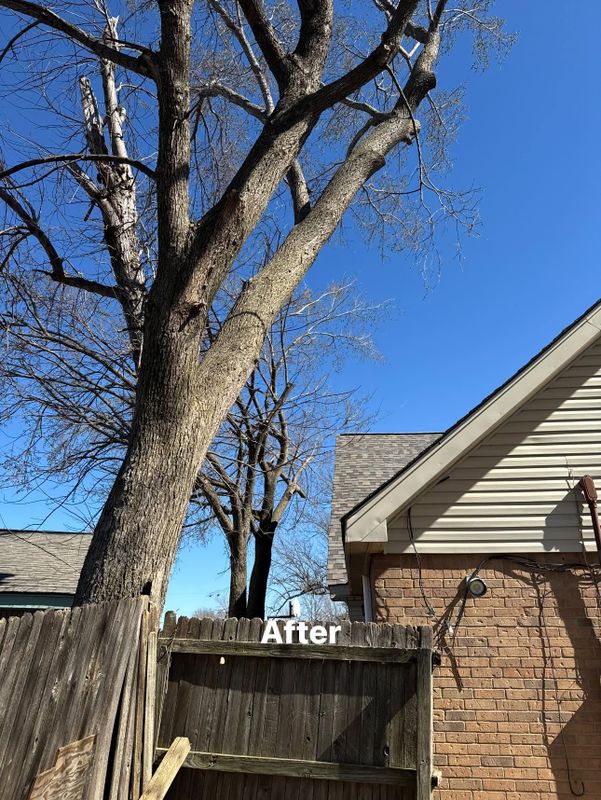 Tree Removal