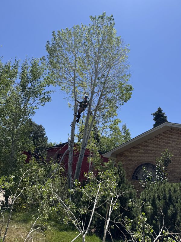 Tree Trimming