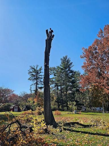 Tree Removal
