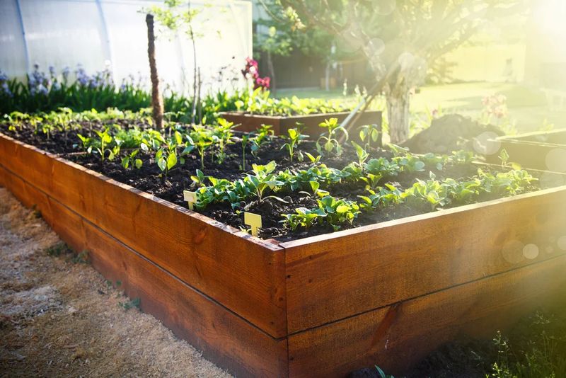 Landscape Design and Installation