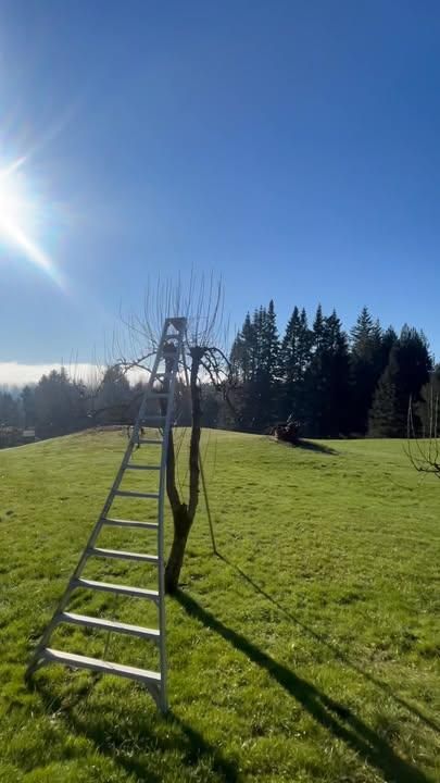 Fruit Trees Pruning and Shaping