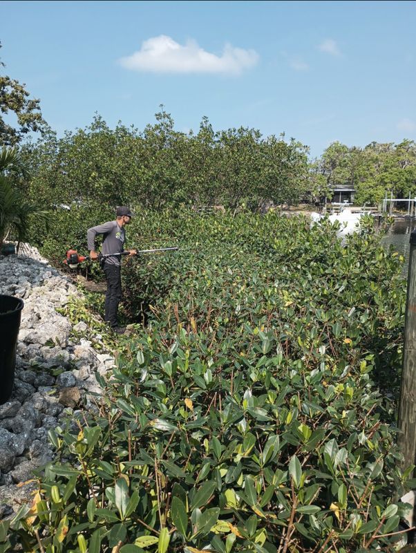 Mangrove Trimming