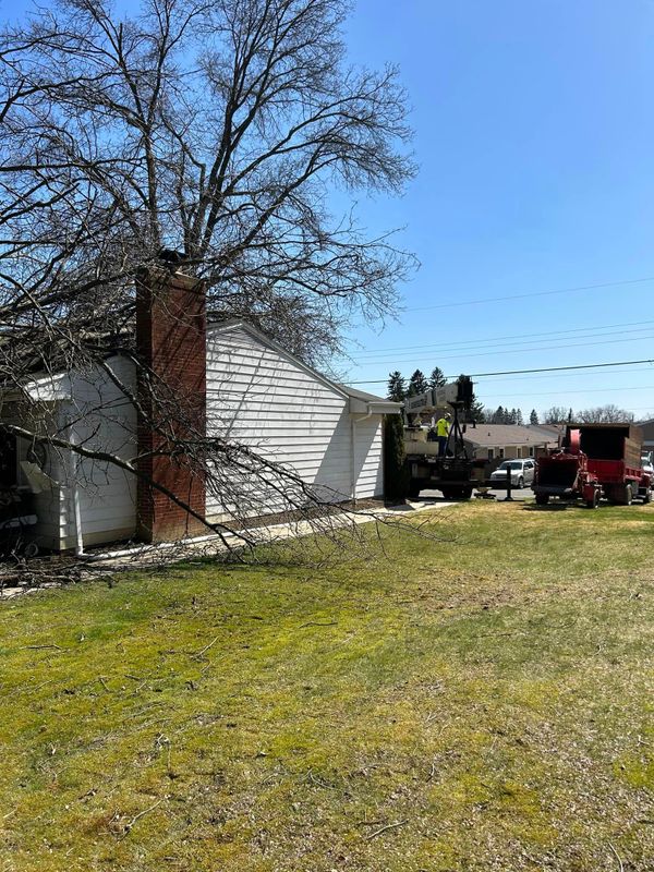 Tree Removal gallery