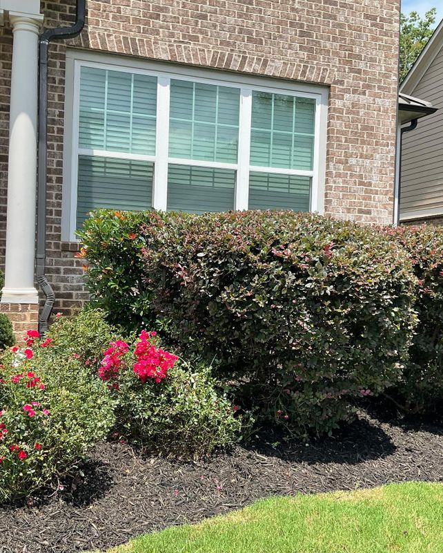 Shrub Trimming
