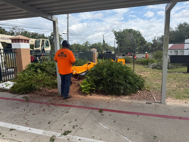 Stump Removal