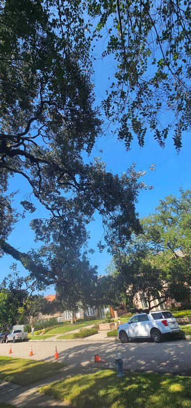 Tree Trimming