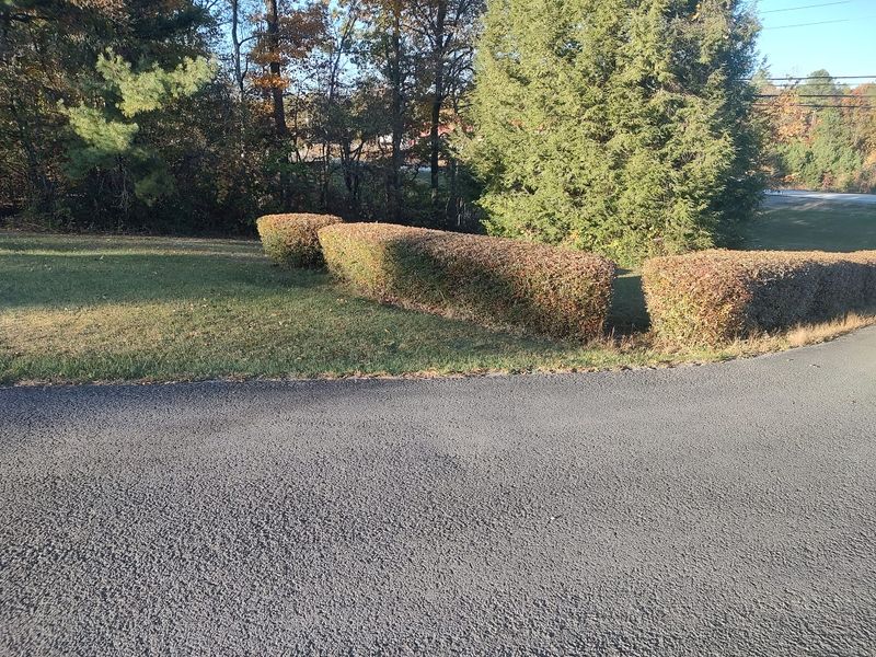 Tree & Shrub Care