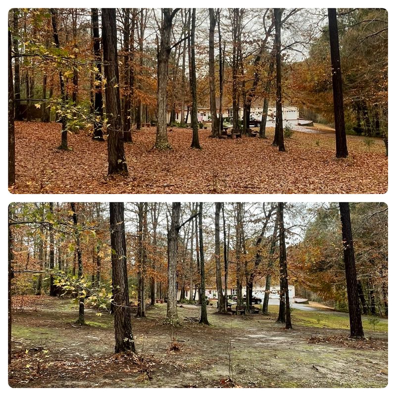 Leaf Removal