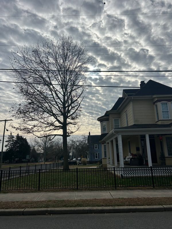 Tree Trimming