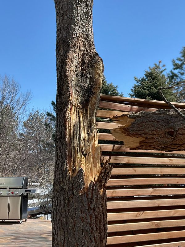 Tree Risk Consultation