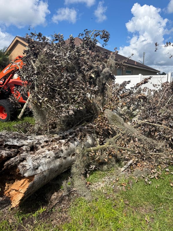 Tree Removal