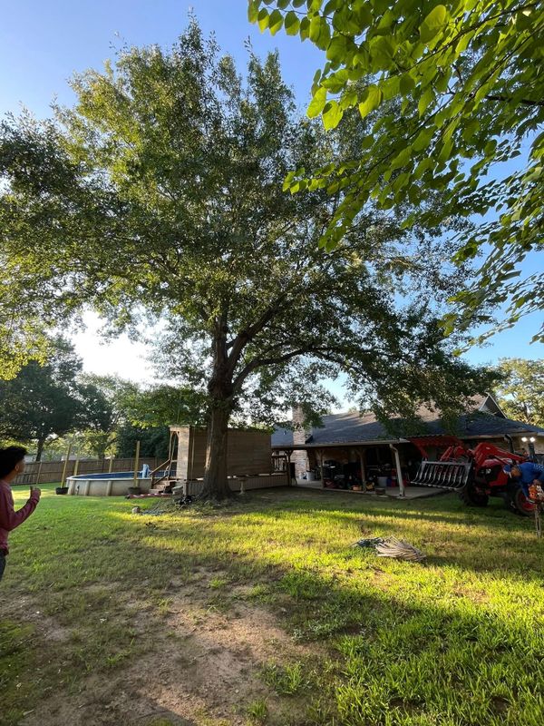 Tree Removal gallery