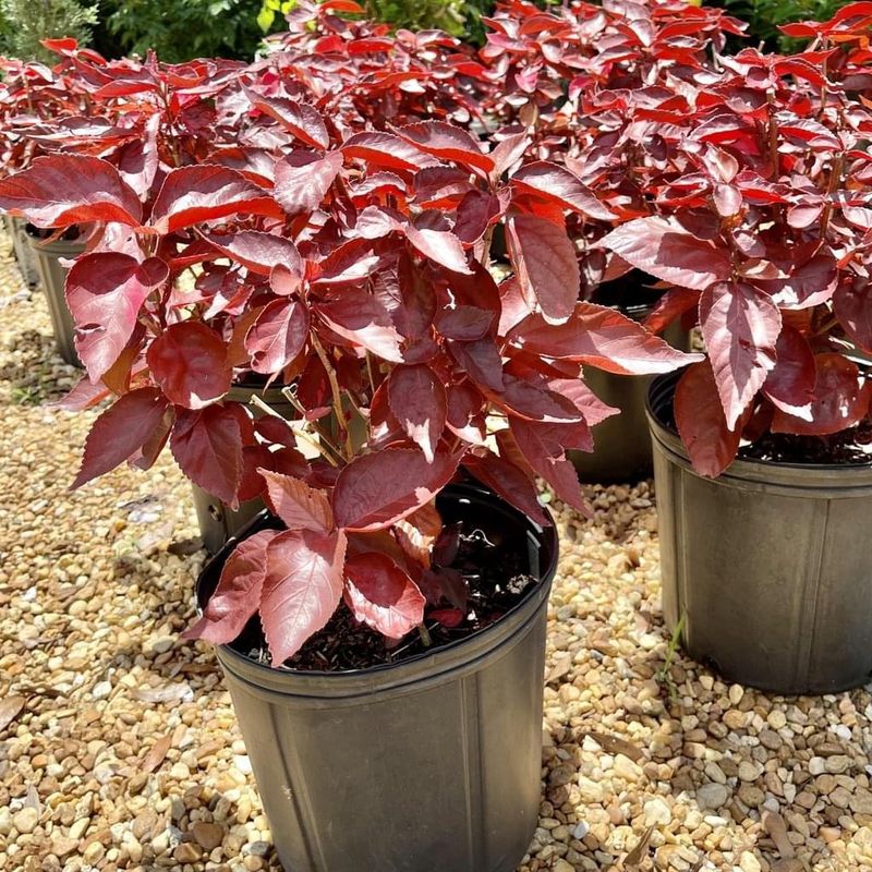 Plant and tree list
