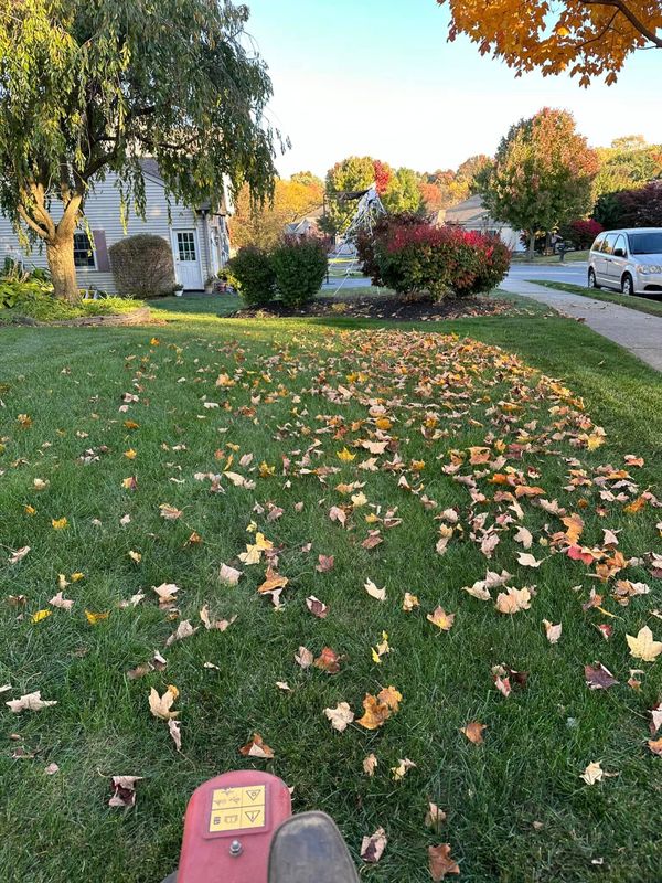 Fall Clean Up