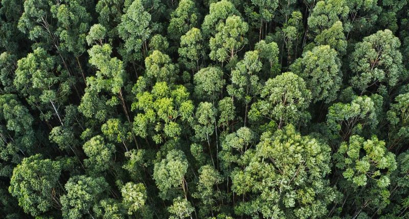 Drone Videography