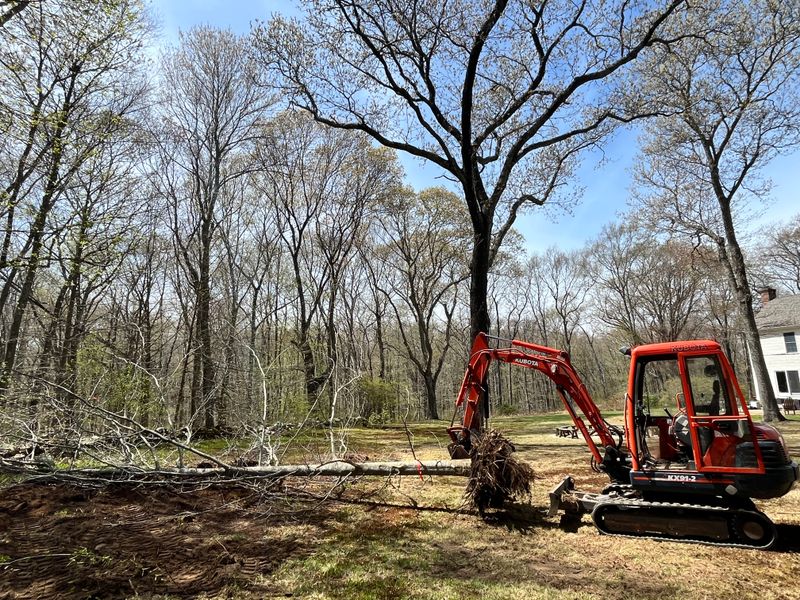 Brush & Tree Removal