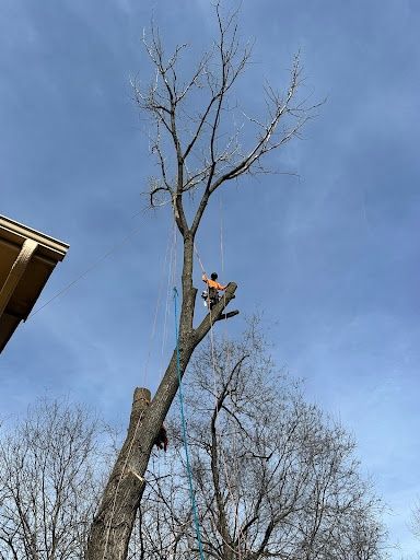 Tree Trimming