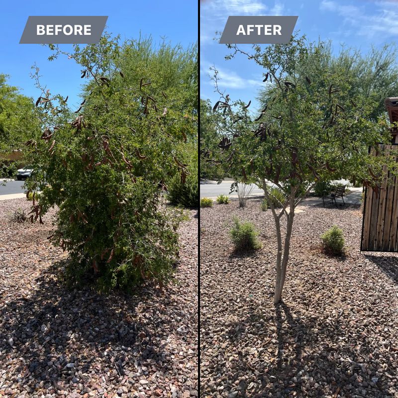 Tree & Shrub Care