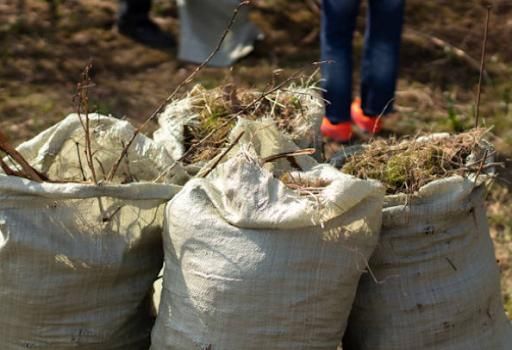 Fall Clean Up