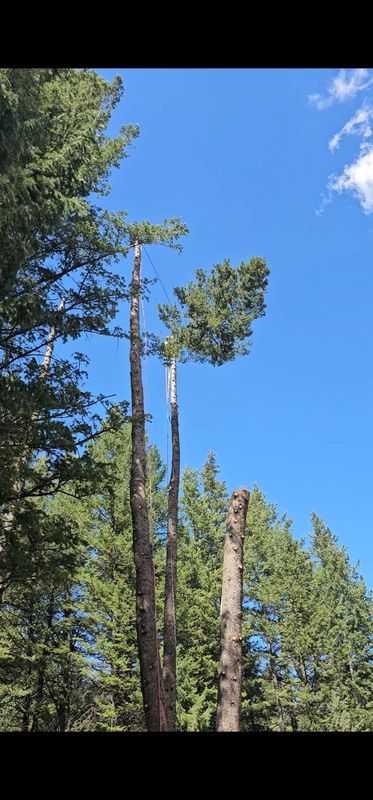 Tree Removal gallery