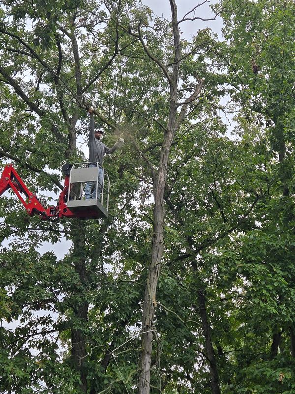 Tree Trimming