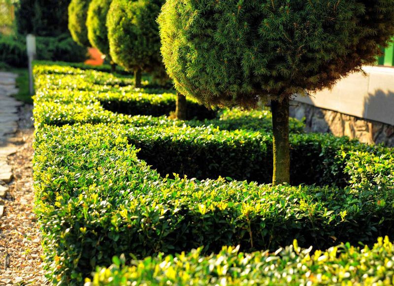 Lawn Maintenance