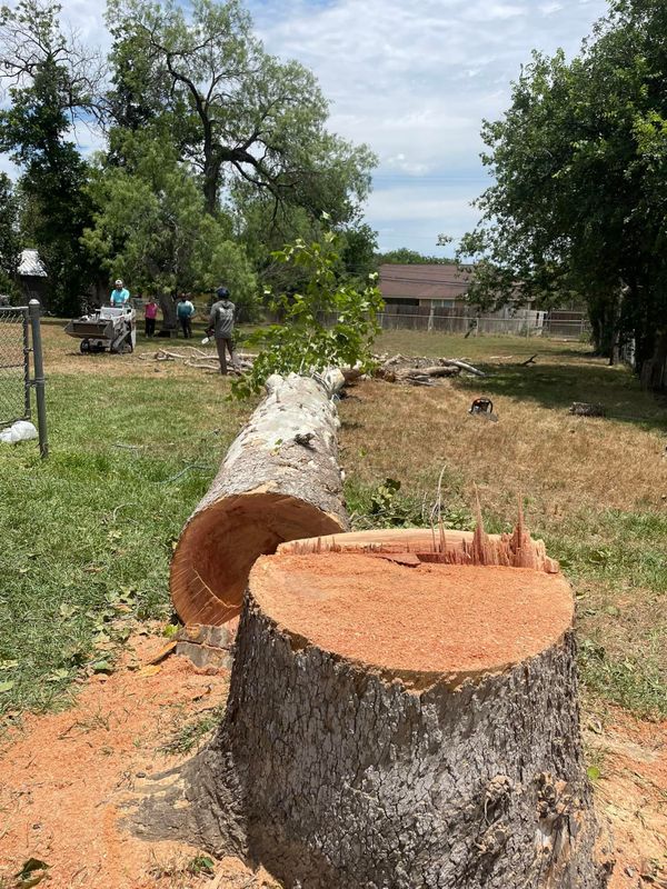 Tree Removal gallery