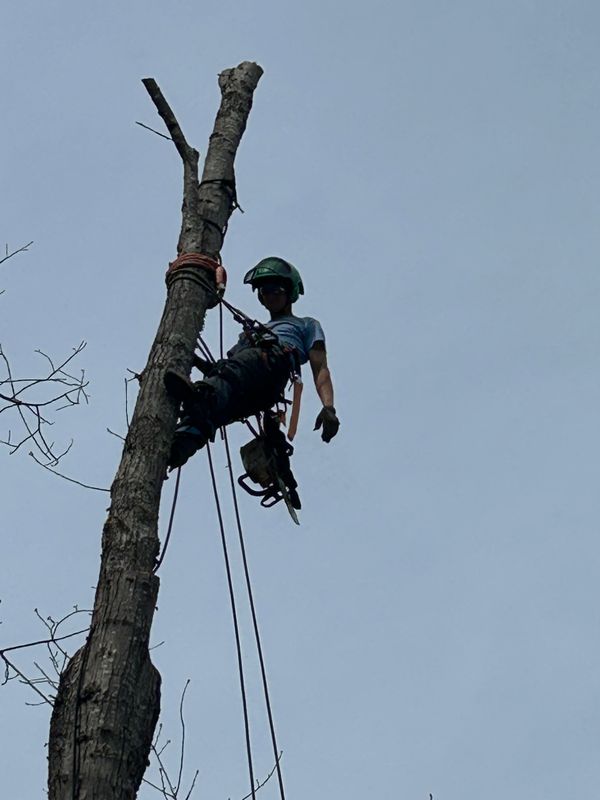 Tree Removal gallery
