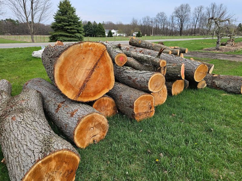 Tree Removal