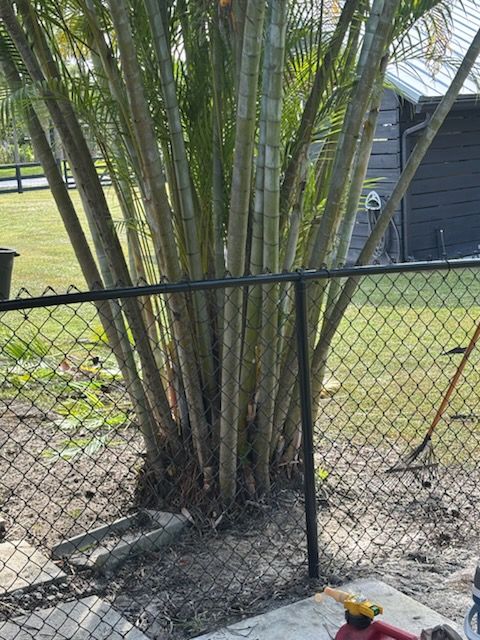 Precision Pruning: Transforming Spaces with Madissons Green's Expert Tree and Hedge Care
