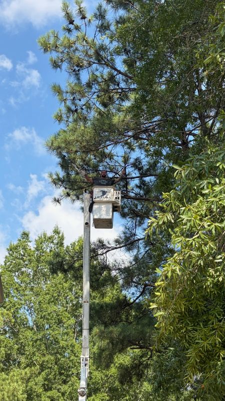 Tree Trimming