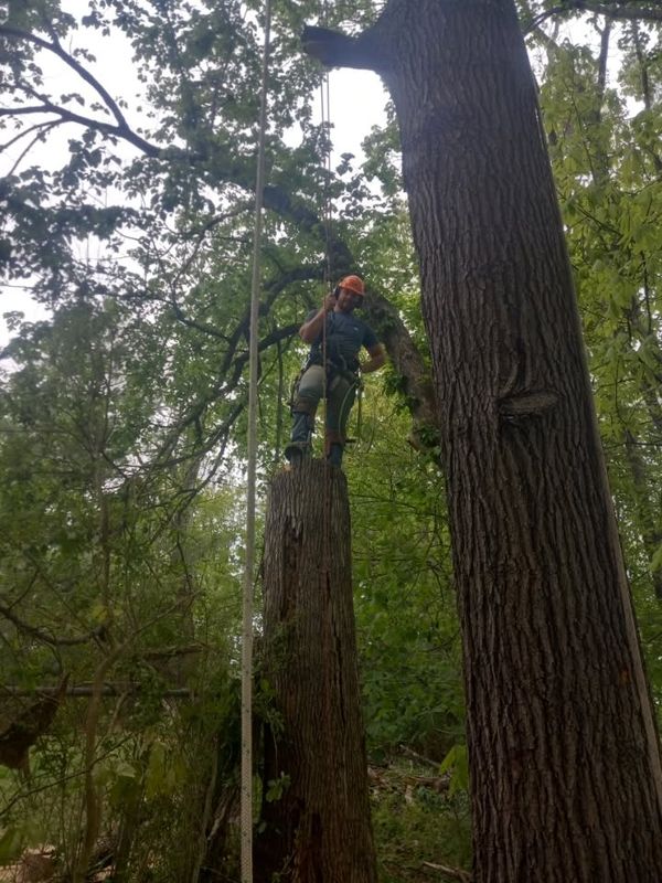 Tree Removal
