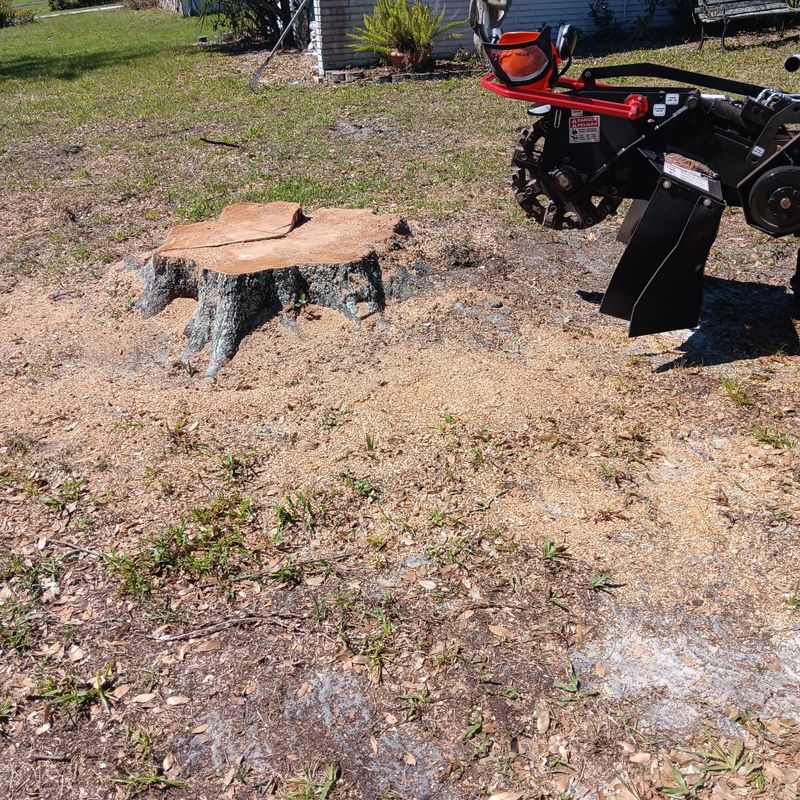 Tree Trimming
