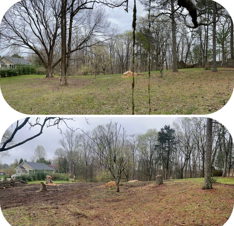 Precision Tree Removal in Sewanee: Enhancing Land for Future Homes