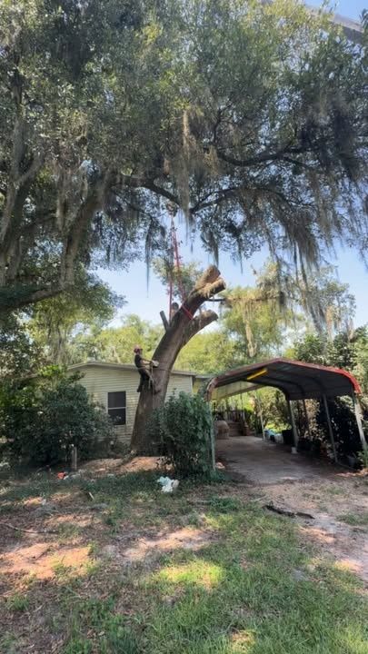 Tree Trimming