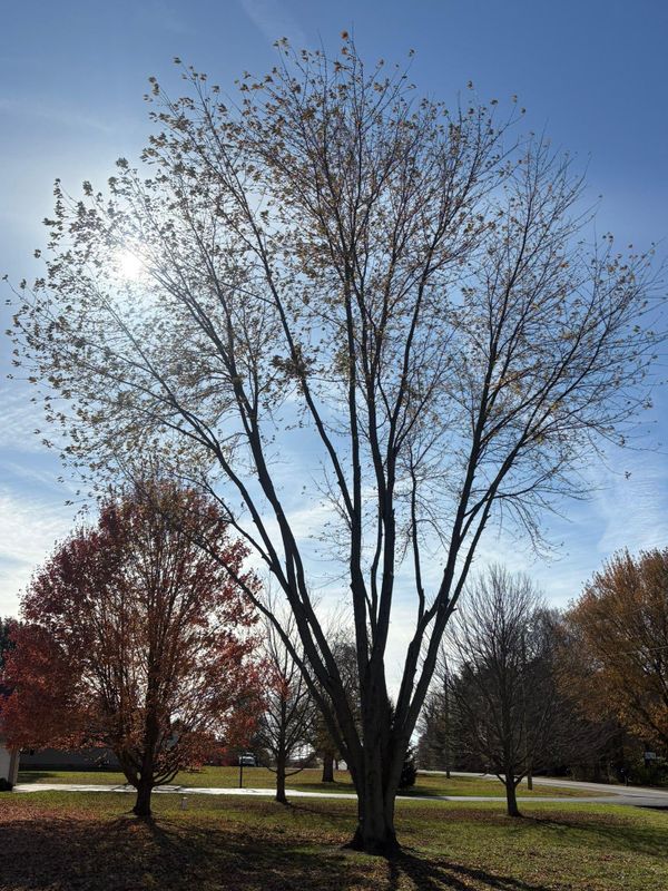 Fall Clean Up