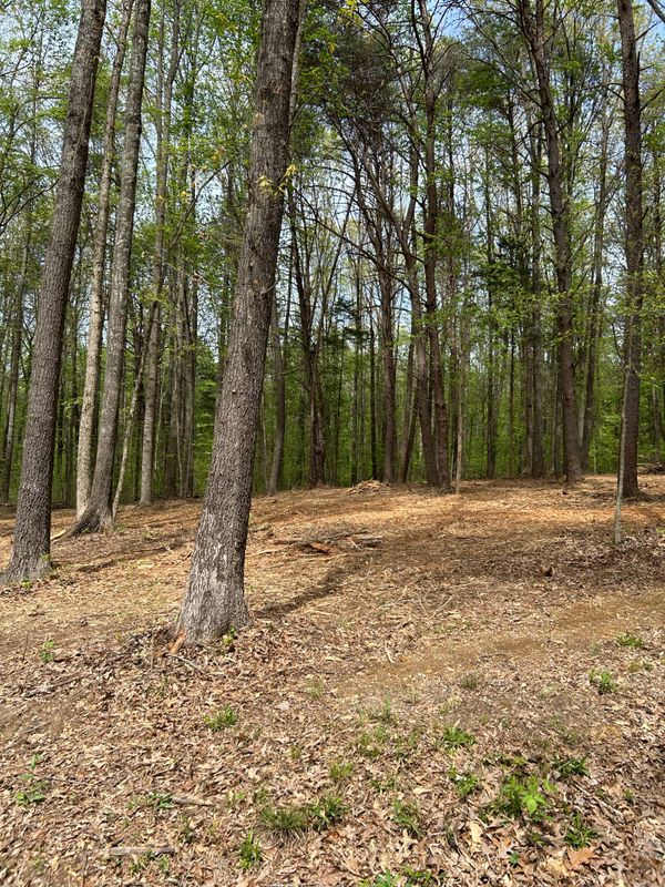 Land Clearing