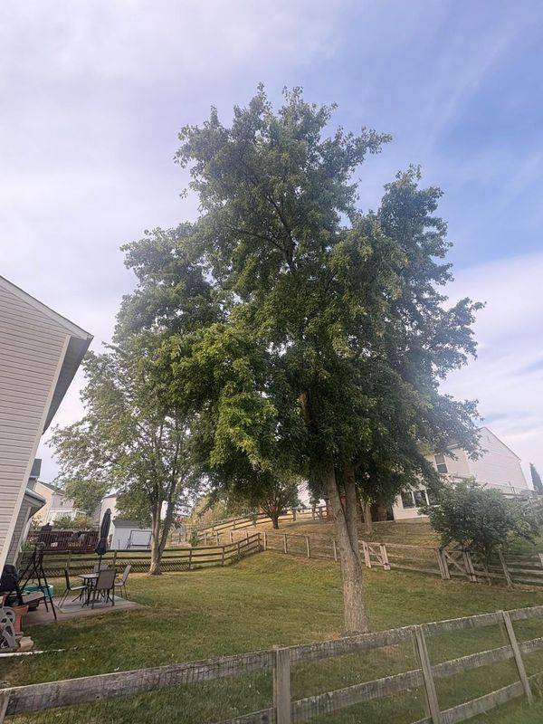 Tree Removal