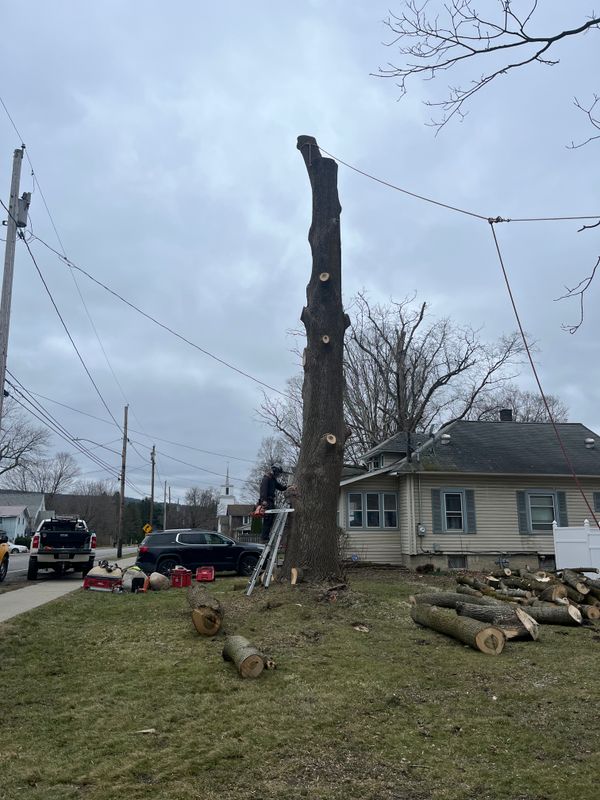 Tree Trimming
